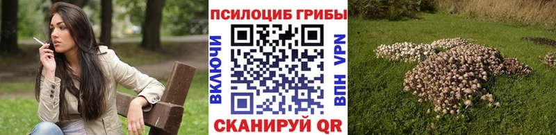купить наркоту  Белореченск  Псилоцибиновые грибы мицелий 